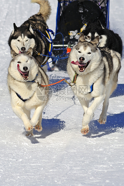 马勒穆特雪橇狗队在行动中 雪中的文字空间图片