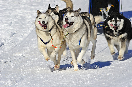 马勒穆特雪橇狗队正在行动图片