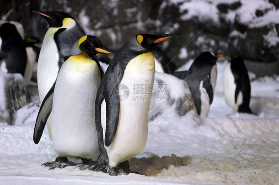 皇帝企鹅共聚一堂白色外壳天空野生动物生活季节栖息地图片