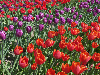 图利页季节性绿色紫色郁金香花园红色植物群植物公园花瓣图片