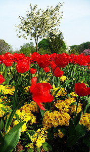 情人公园的郁金香乡村花园黄色宏观公园花瓣生长植物群叶子红色图片