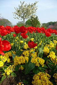 情人公园的郁金香园艺宏观叶子植物群黄色花园花瓣植被公园生长图片