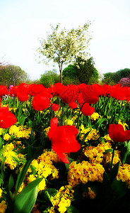 情人公园的郁金香绿地乡村植物群花园园艺叶子黄色宏观红色公园图片
