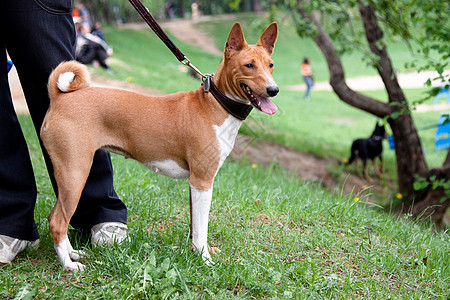 牵小手常备基地棕色项圈猎犬公园水平动物群黑色绿色树叶动物背景