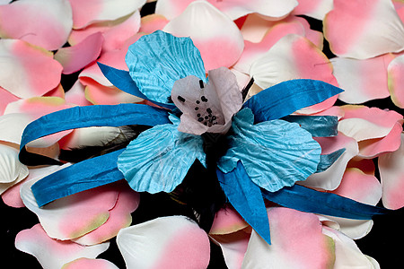 蓝色兰花和粉红色玫瑰花瓣背景图片