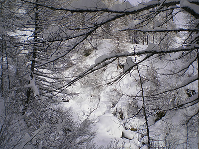 进入林中森林林地降雪树木图片