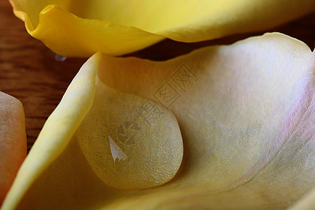 水滴盘子植物水分沙龙黄色容量温泉粉色背景图片