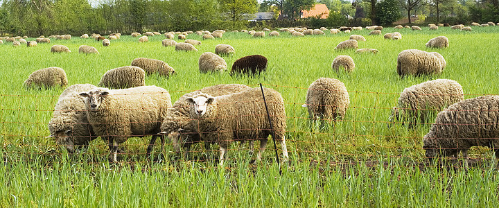 牧羊哺乳动物绿色场地动物羊毛家畜牧场农场乡村草地图片