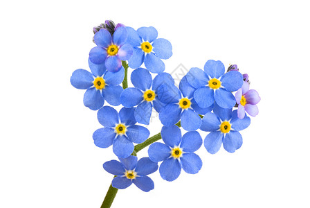 爱你心形紫色蓝色花朵白色图片