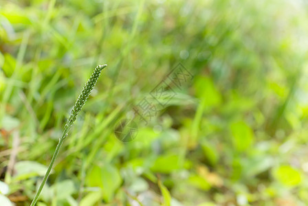 小草杂草荒野淋浴绿色植物公园野生动物叶子草本植物墙纸花园图片