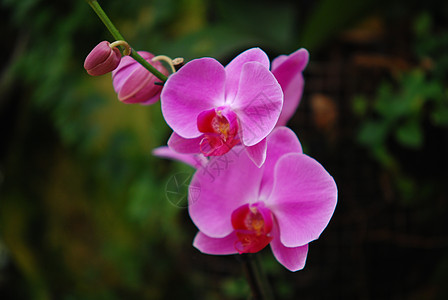 猪皮器官植物学兰花粉色紫色植物群植物红色生长美丽花瓣图片