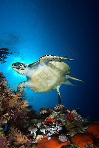 Hawksbill 海龟(美洲海龟)图片