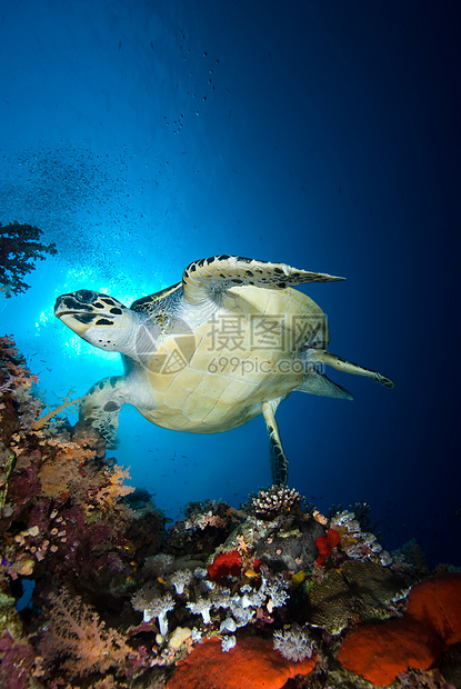 Hawksbill 海龟(美洲海龟)图片