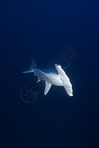 锤头鲨鱼前视线背景图片