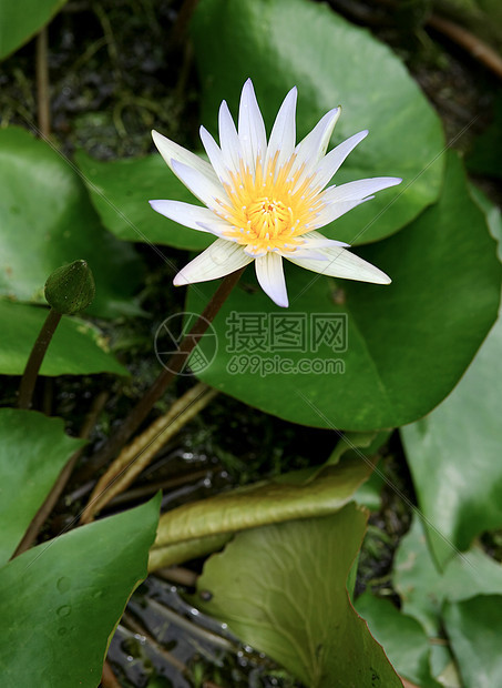 莲体明信片树叶季节百合花朵花瓣植物荷花宏观叶子图片