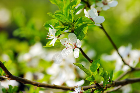 树木树枝 天然绿色背景上花樱花的樱花图片