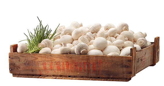 新鲜白蘑菇花盆背景图片