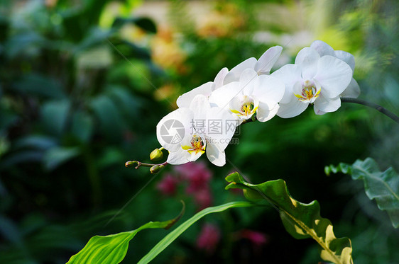 热带热带森林情调植物异国花瓣雨林薰衣草花朵兰花脆弱性紫色图片