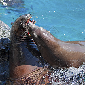 海狮展示皮肤海洋毛皮生物学眼睛野生动物鼻子水池耳朵图片