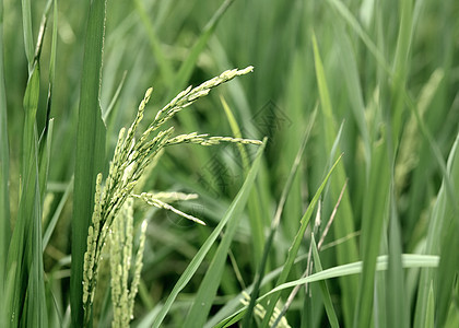 稻田大米热带草地农村农田场地种子植物农场食物季节图片