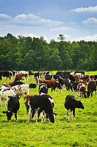 牧草中的牛群树木农村土地家畜动物场地击剑牧场斑点国家图片