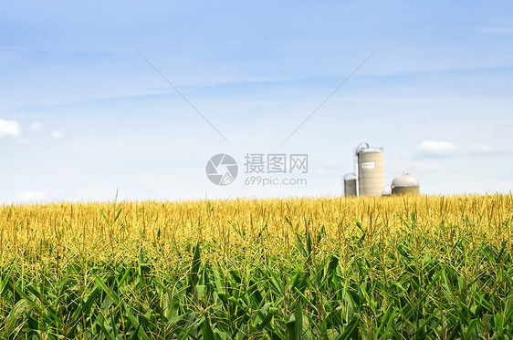 带有筒仓的玉米字段蓝色国家土地麦田农场谷物农村植物粮食风景图片