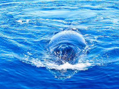 半淹没在海中的座头鲸迁移哺乳动物巴伦游泳鲸鱼蓝色野生动物海洋图片