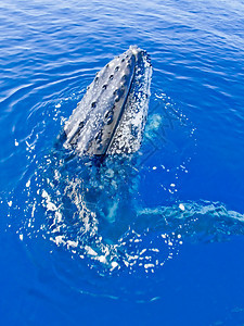 大型座头鲸从海洋外看大海图片