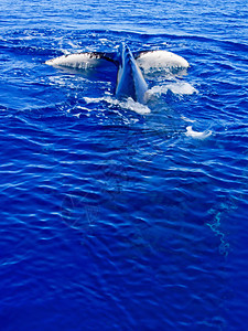 座头鲸在海洋中潜水的尾巴图片