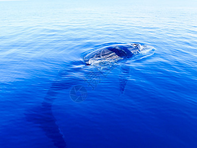 深蓝大洋中沉积的座头鲸图片