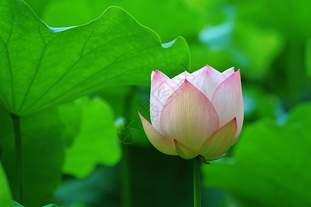 莲花软垫叶子花瓣繁荣莲花状花园生物学异国树叶植物学图片