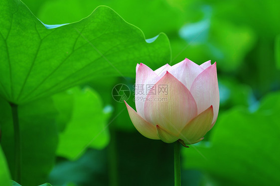 莲花软垫叶子花瓣繁荣莲花状花园生物学异国树叶植物学图片