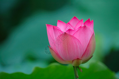 盛开的露莲花和锋利图片