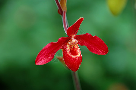 红色女士拖鞋兰花生物学条纹芦荟叶子花园生态植物花瓣花萼热带图片