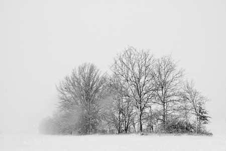 冬天暴风雨中的树木仙境白色场景风暴暴风雪冻结场地季节天气乡村背景