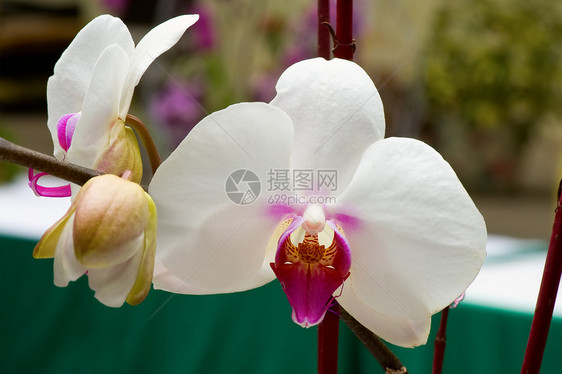 白兰花雌蕊草本植物花瓣风化荒野花萼条纹花园热带兰花图片