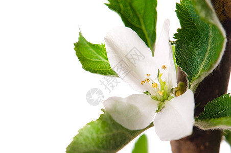 苹果花环境叶子植物树叶花园生长植物学活力绿色生活图片