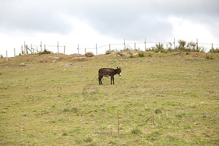 驴子在草地上图片