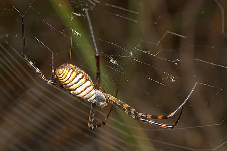 蜘蛛网络眼睛昆虫臭虫黄色野生动物危险蛛形动物漏洞图片