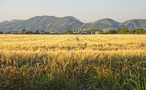 托斯卡尼的康菲尔德玉米食物营养场地小麦太阳麦田谷物蔬菜环境图片