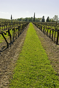 西班牙酒庄葡萄酒爬坡叶子场地藤蔓领土生长酒窖绿色场景树叶背景