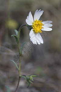 野花白色雏菊整理年度提示小贴士大叶植物群图片