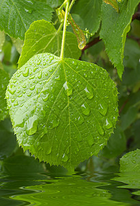 酸枣树的叶上有雨滴图片