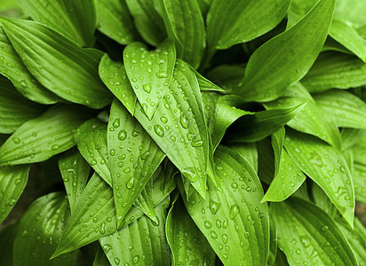 雨后绿树叶图片