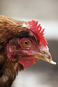 母鸡动物羽毛家禽棕色农场剪裁家畜农家院女性红色图片
