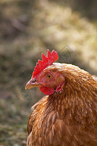 棕鸡棕色母鸡农场红色国家剪裁家禽宠物女性家畜图片