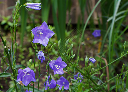 坎帕努拉风铃蓝色宏观花瓣紫色季节压痛美丽生长叶子图片