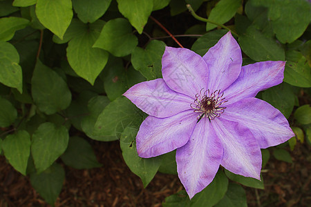 威灵仙植物富矿花园紫色花瓣藤蔓蓝色树叶植物学爬行者图片