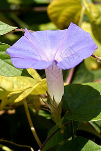 紫色早晨光耀绿色树叶蓝色宏观荒野花朵花园藤蔓荣耀花粉图片