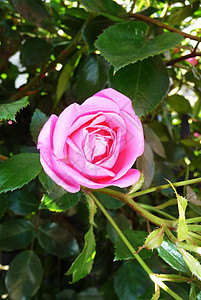 粉红玫瑰粉色花园植物乡村叶子植被生长植物群宏观园艺图片